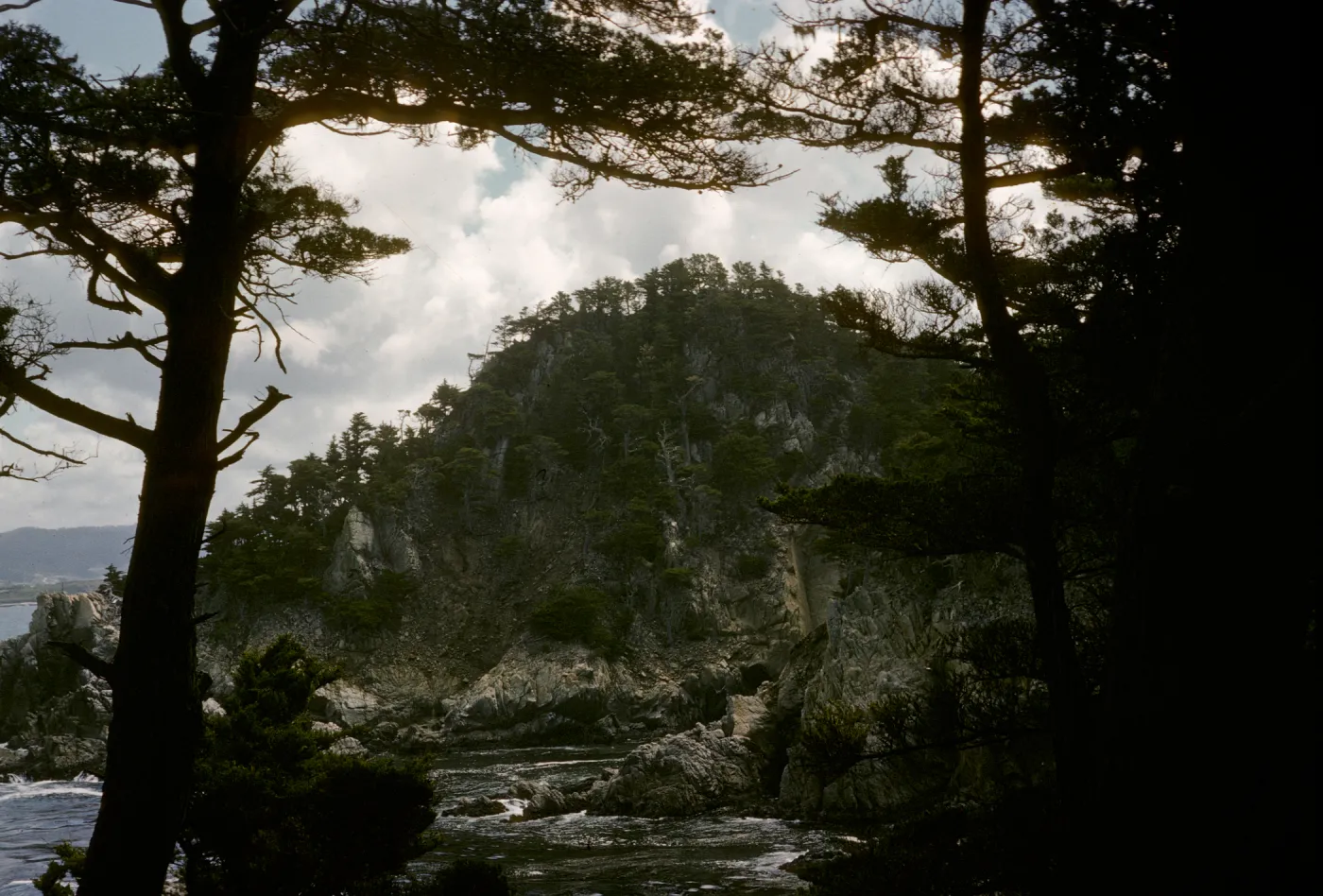 Monterey Pine forest, Pt Lobos, Monterey