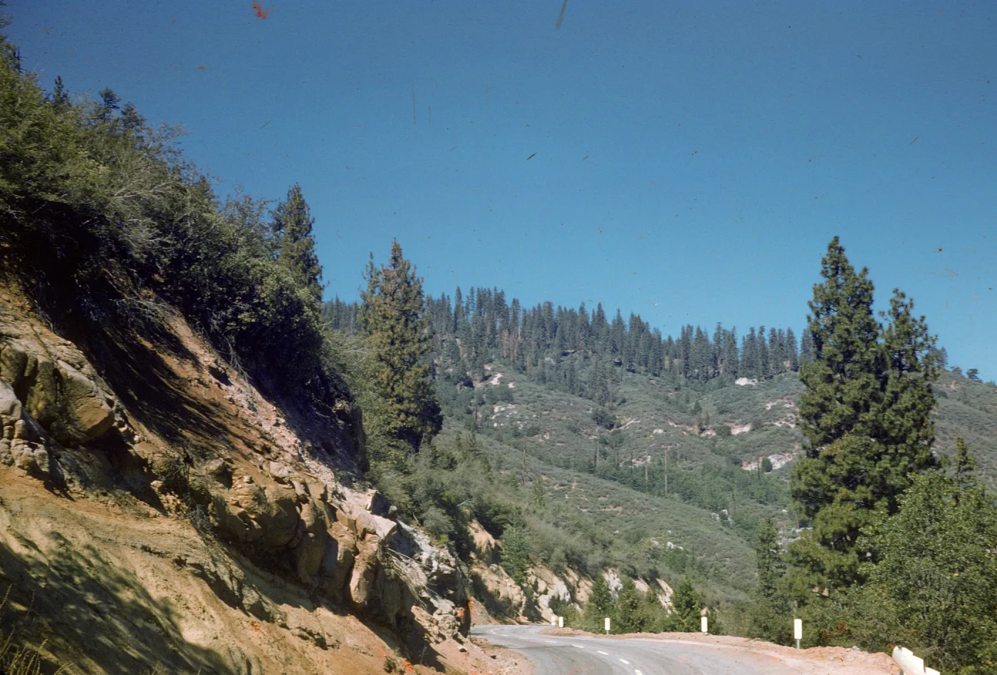 tree line, near Sequoia
