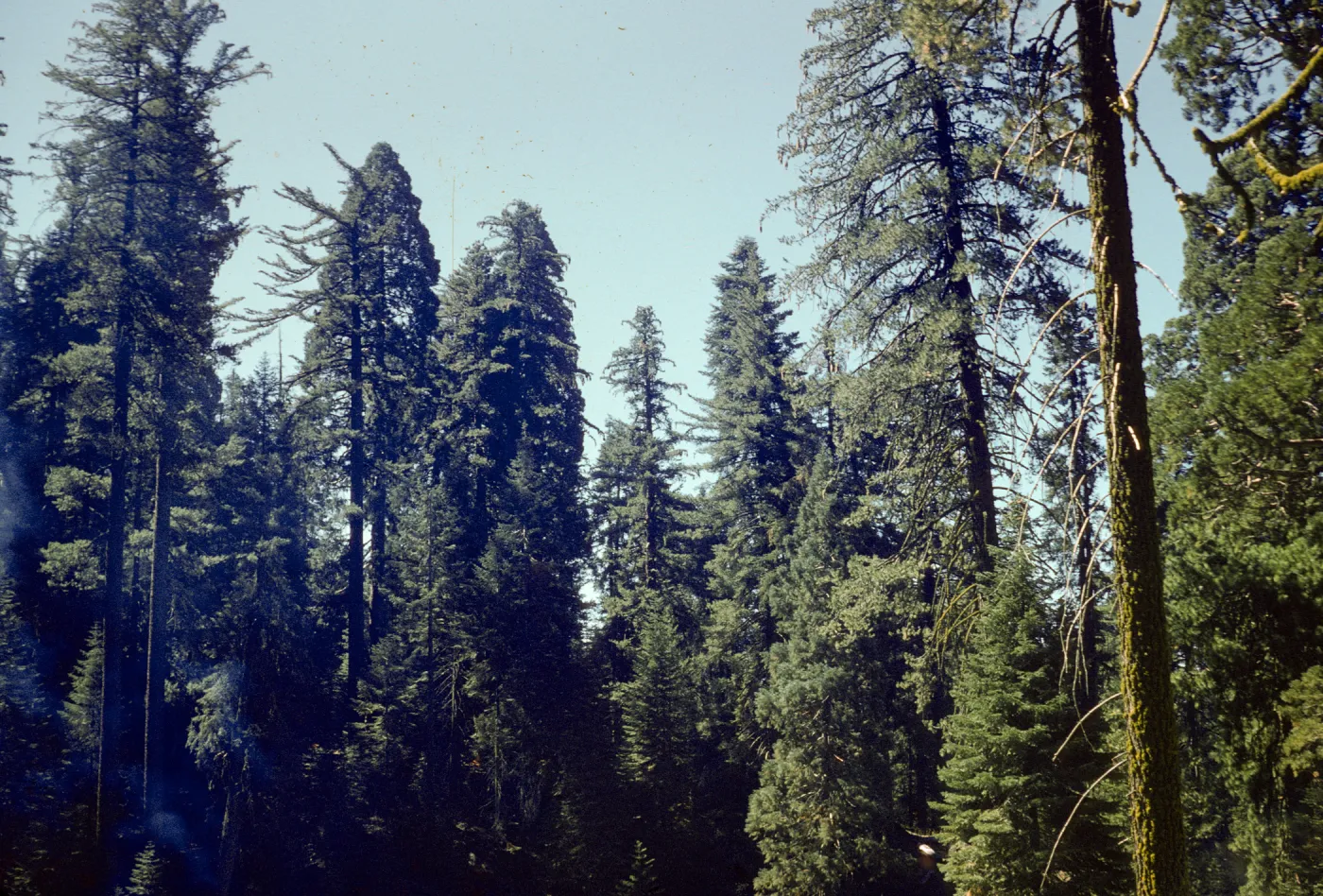 Sugar Pine, Stanislaus Grove
