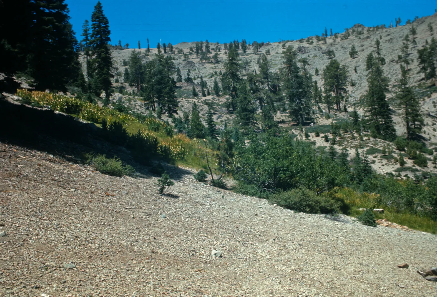 South Yolla Bolly Mountain Road End