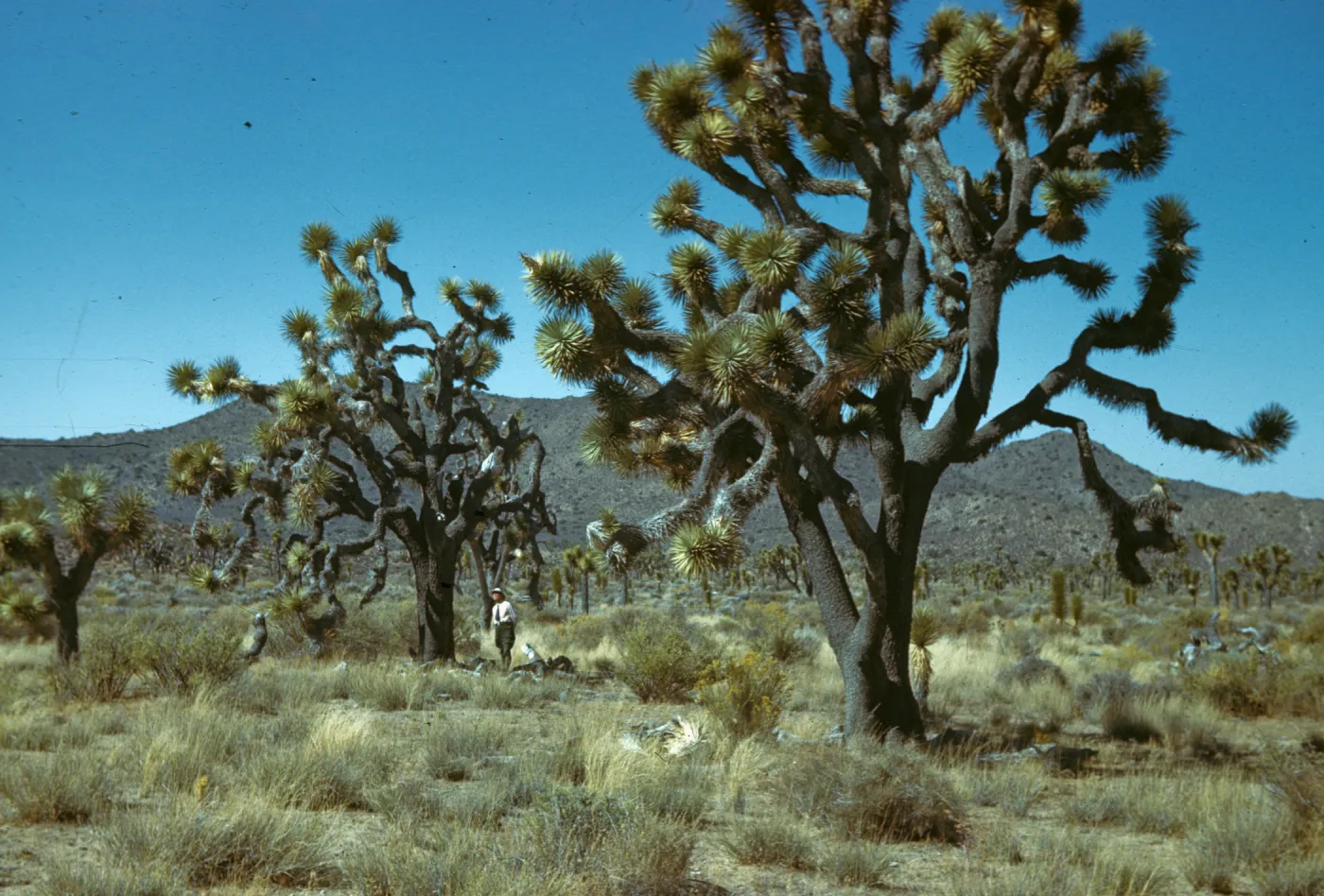 Yucca brevifolia, Joshua Tree