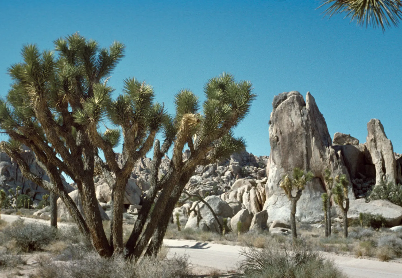 Upright Rock, Yucca brevifolia, Joshua Tree, Joshua Tree National Monument