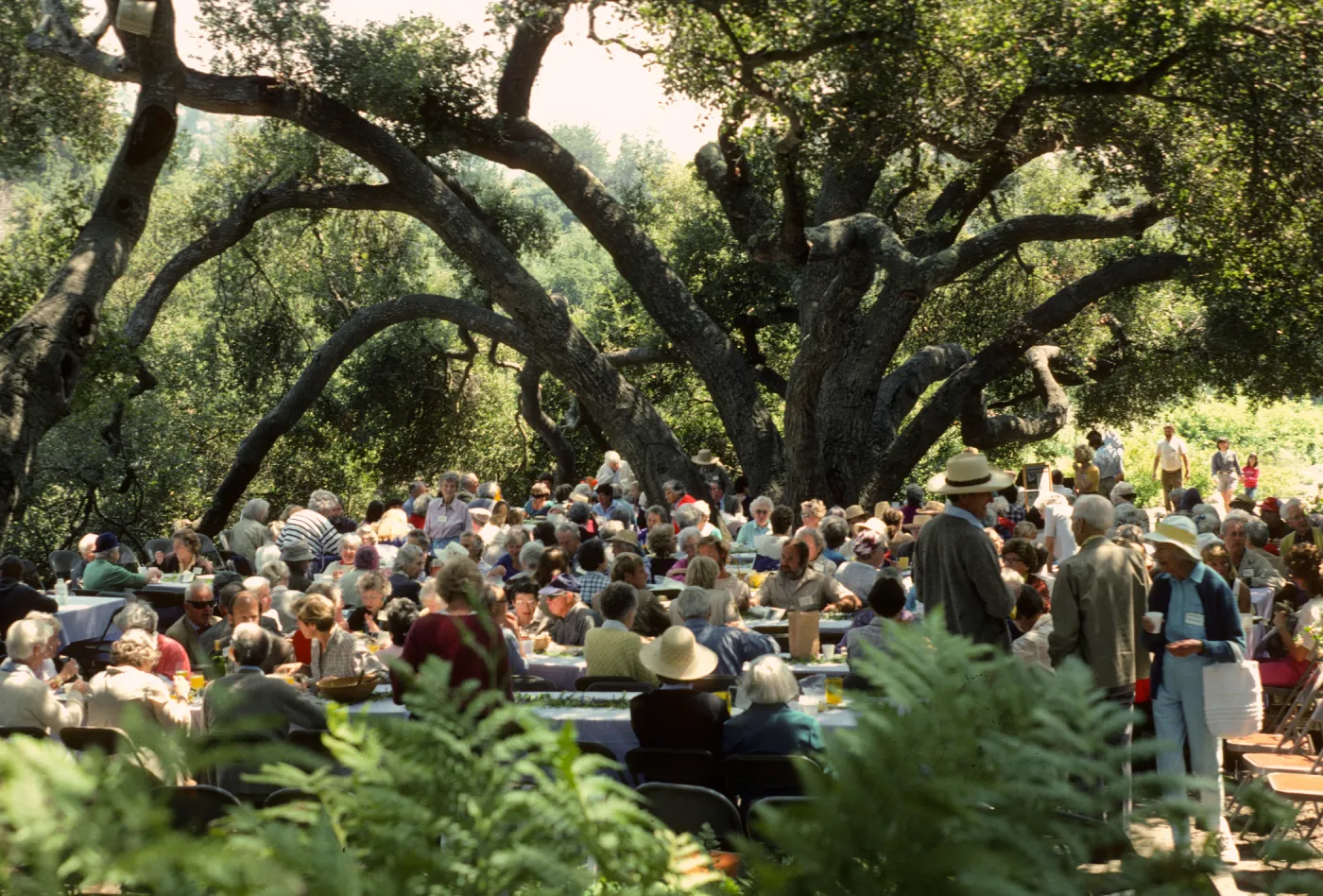 SBBG Members Day Picnic, 1986, under the oaks