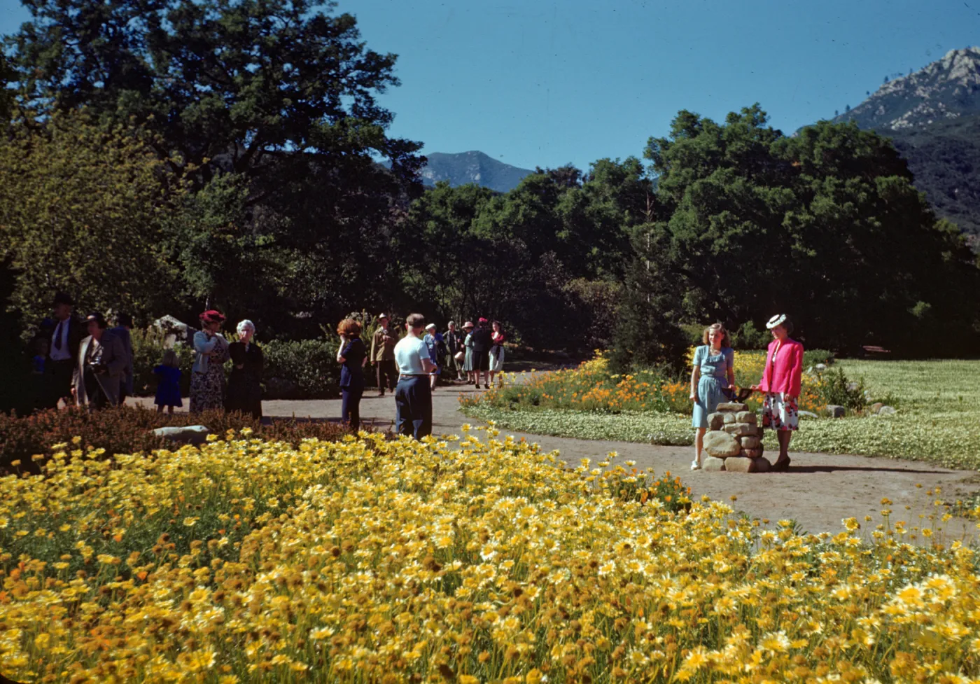 SBBG Members Day, 1945, sundial, Meadow, Coreopsis in bloom