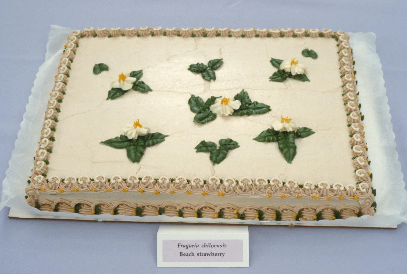 Fragaria cake, SBBG Members Day Picnic, 1988