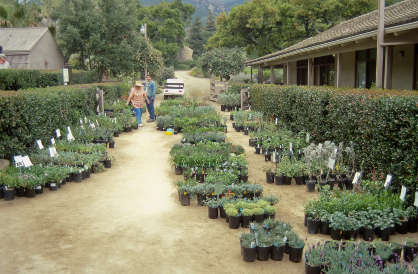 Plant Sale