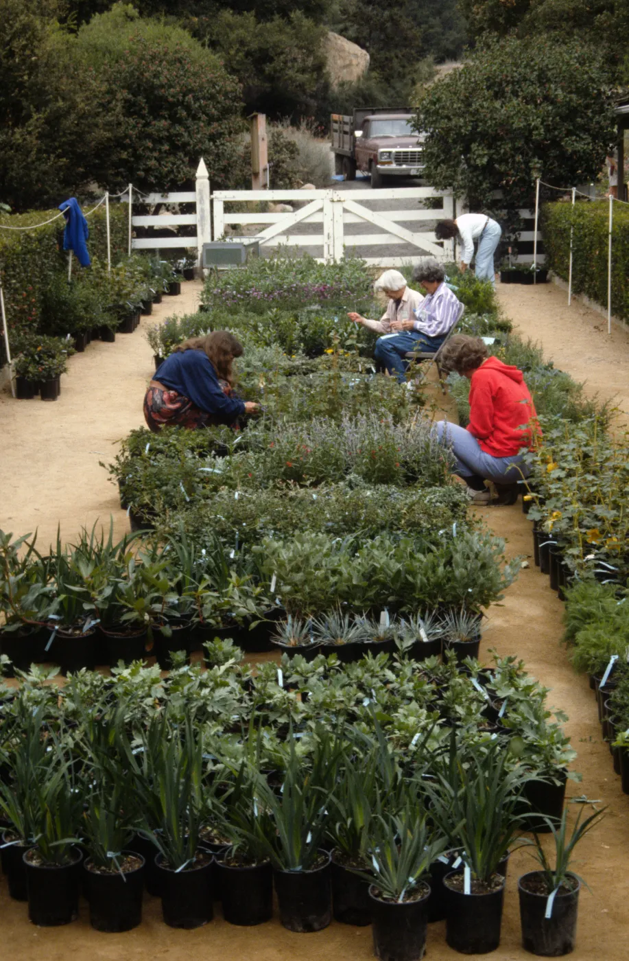Fall Plant Sale
