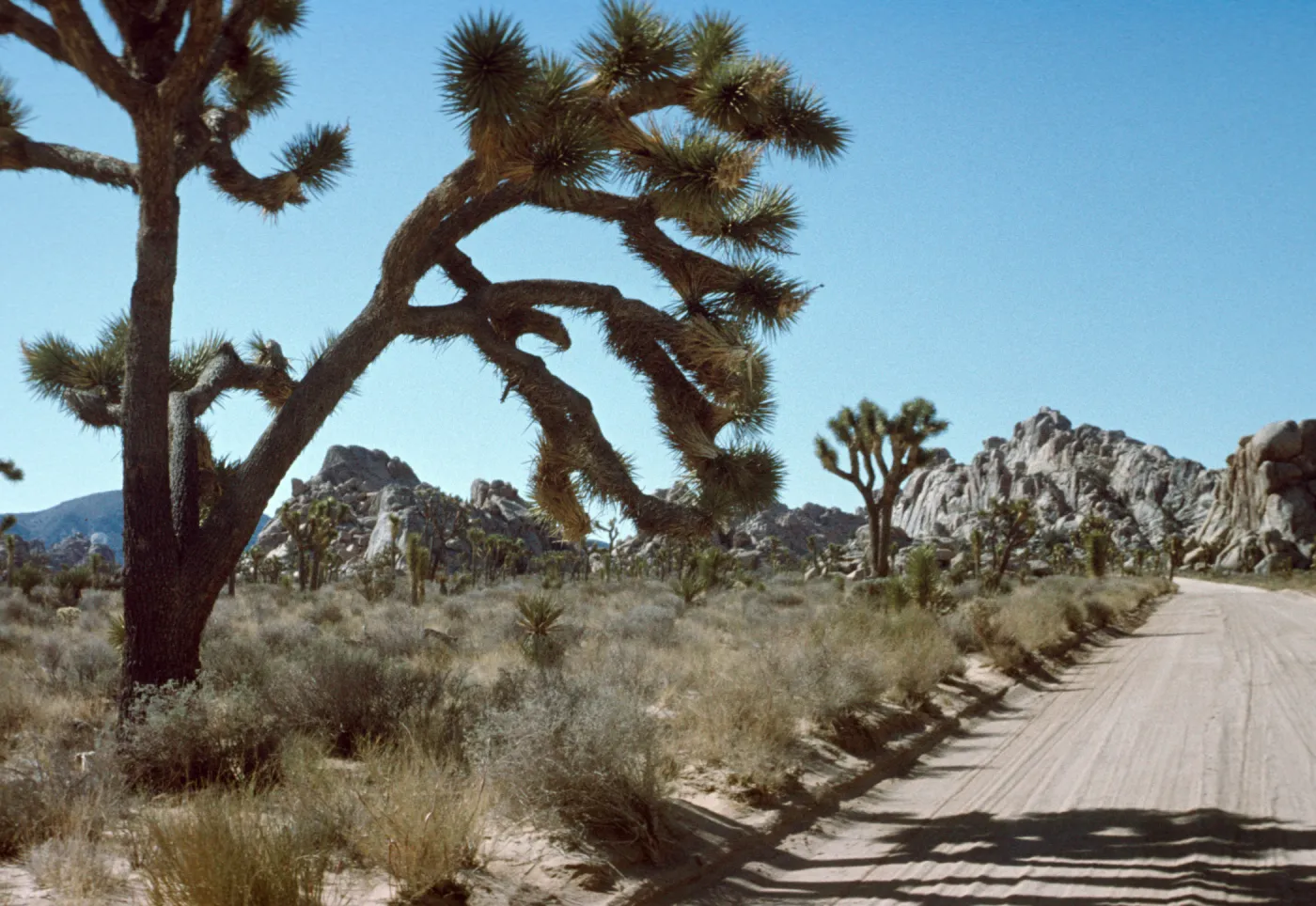 Desert road, Joshua Tree National Monument