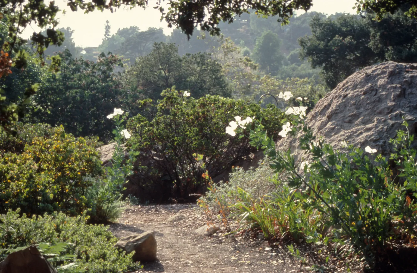 duplicate of SBBG_SL_06653, Manzanita Section (Manzanita)