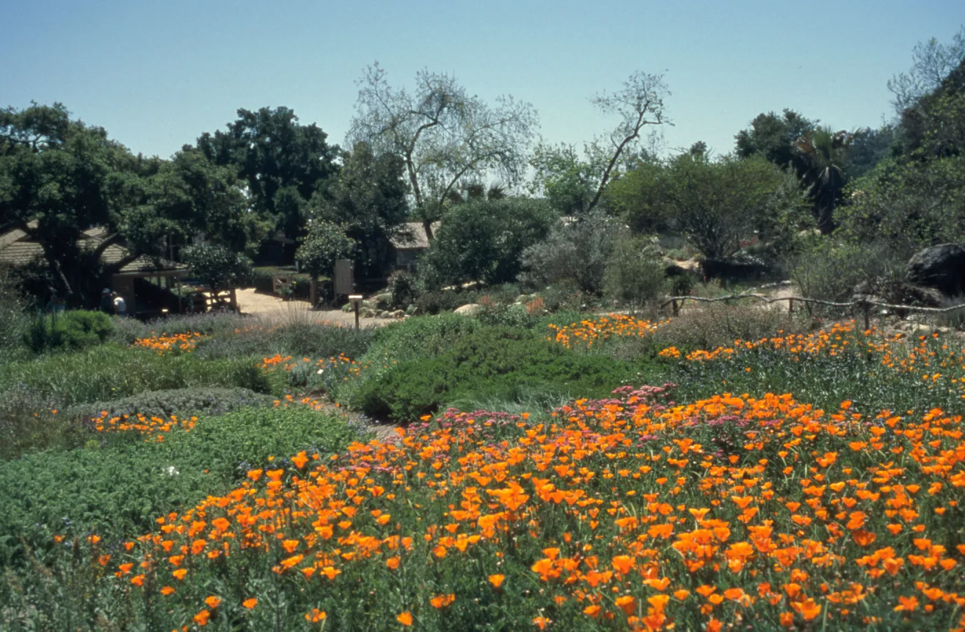 duplicate of SBBG_SL_06699, Ground cover display, view to the courtyard, poppies in bloom