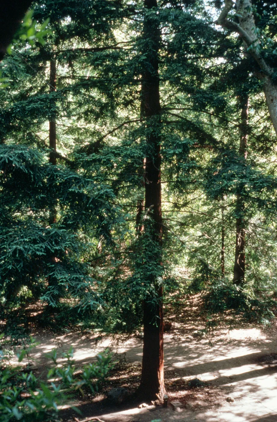 Redwood Section