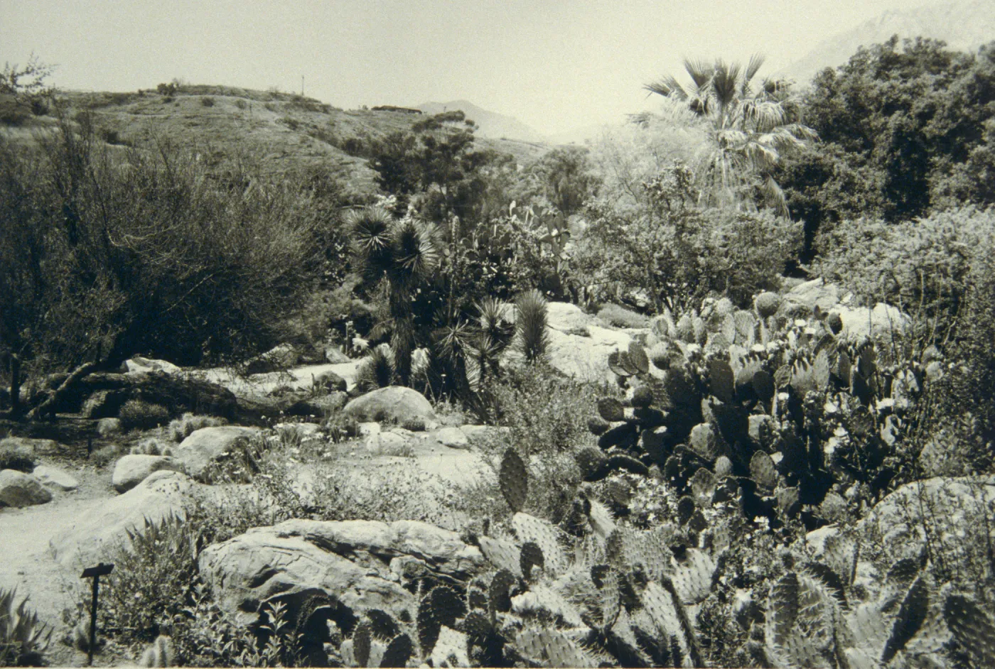 duplicate of SBBG_PR_00301, Desert Section, SBBG