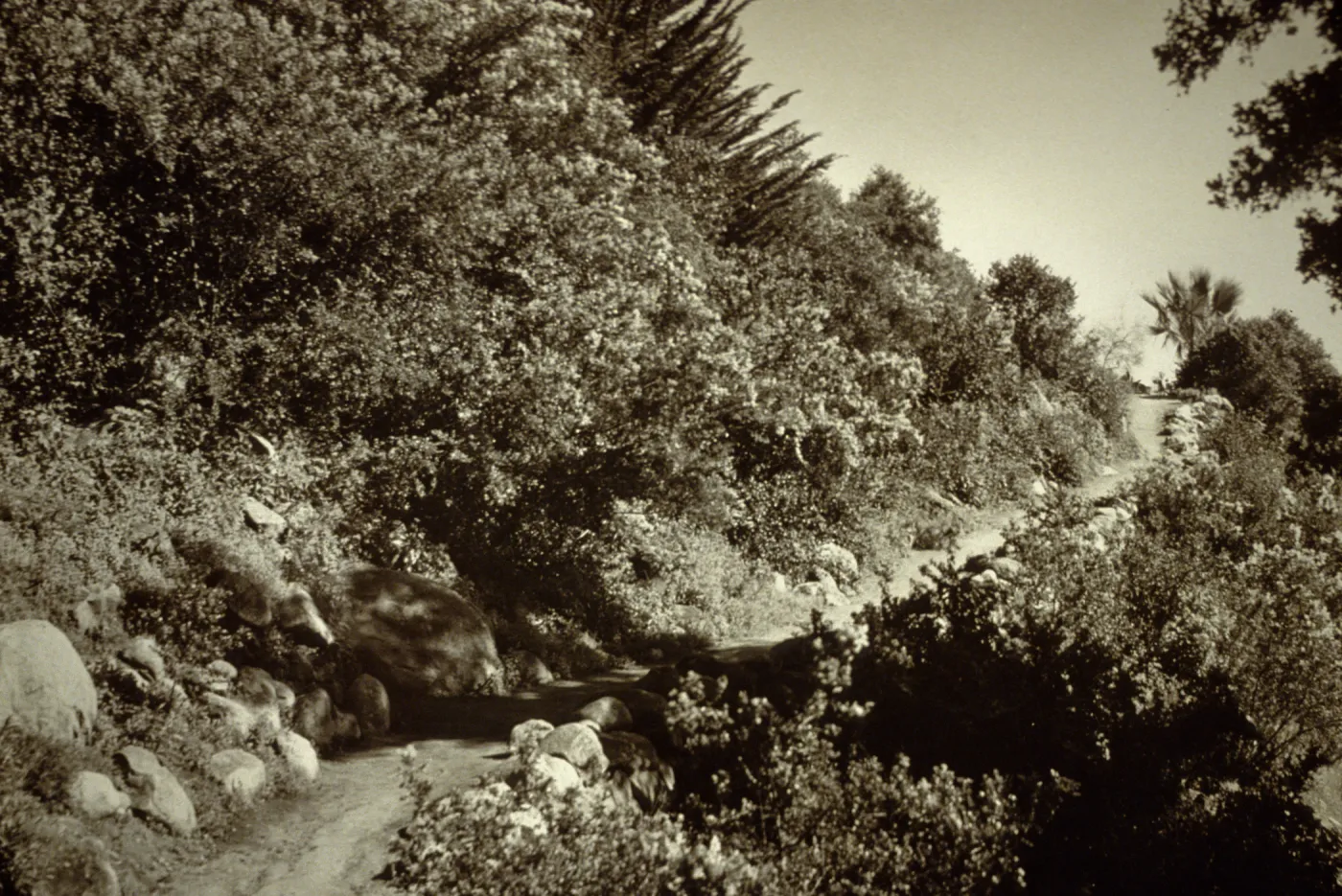 duplicate of SBBG_SL_17584, Campbell Trail