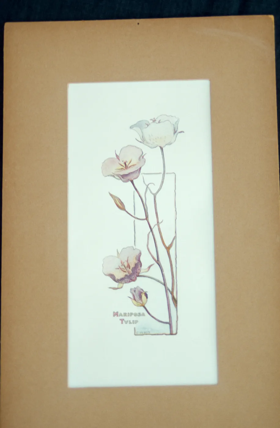 Mariposa Tulip plate
