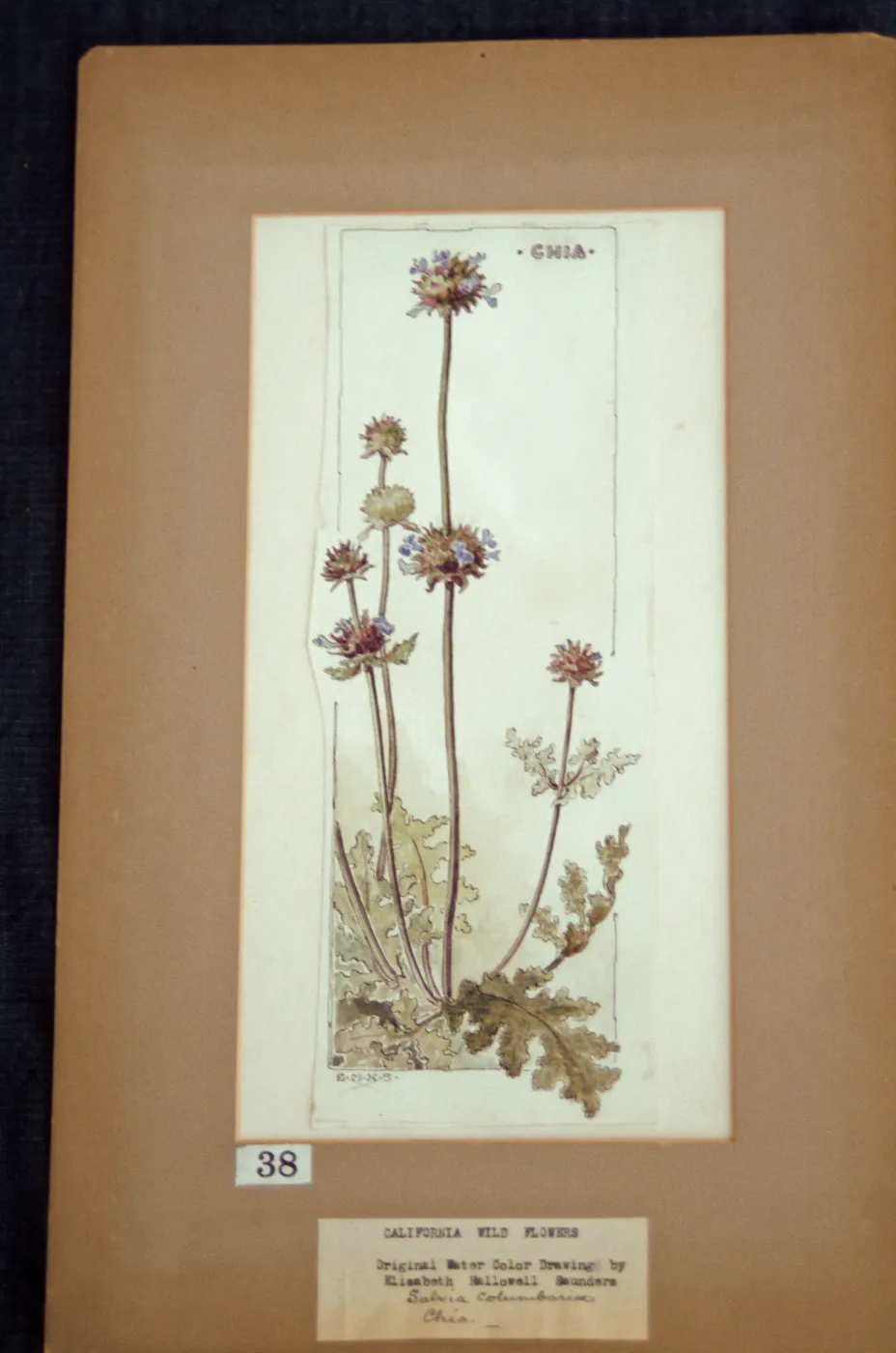 Chia artwork, original watercolor drawing by Elizabeth Hallowell Saunders, plate 38