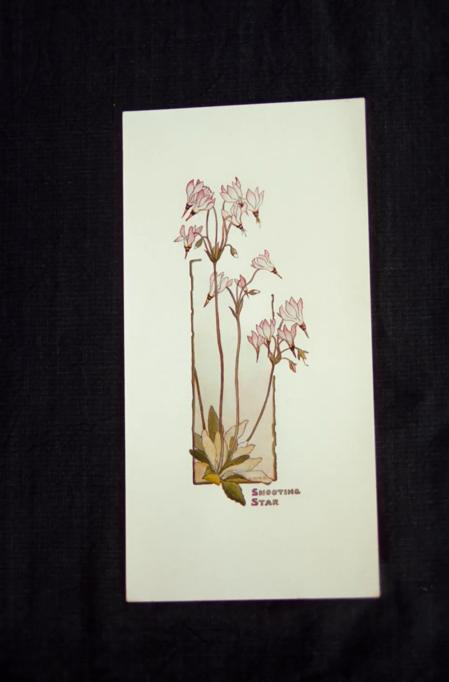 Shooting Star artwork, original watercolor drawing by Elizabeth Hallowell Saunders