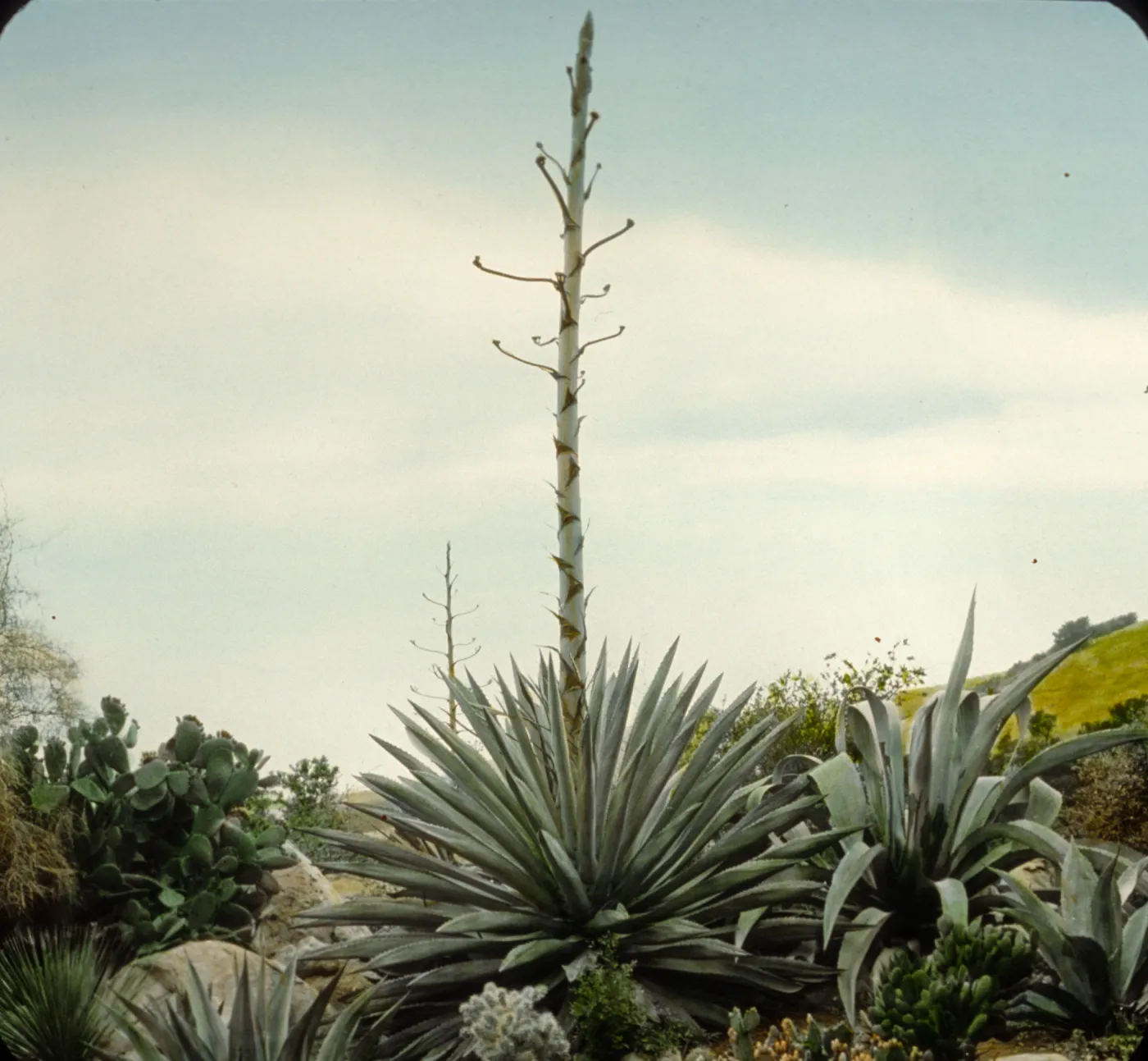 Santa Barbara Gardens of the Past - Santa Barbara Botanic Garden (American Century Plant)