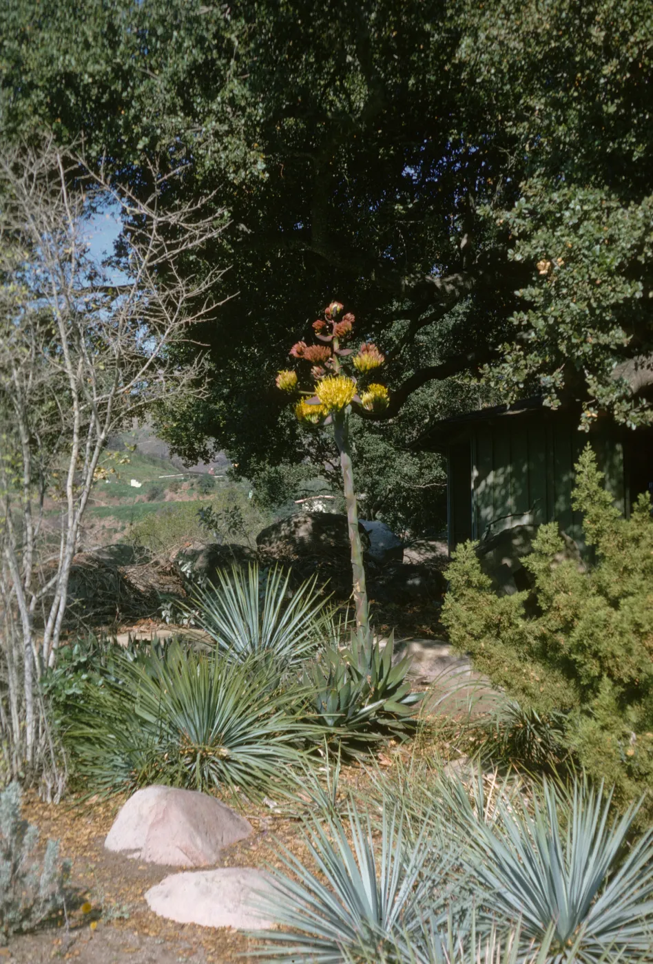 Agave shawii inflorescence