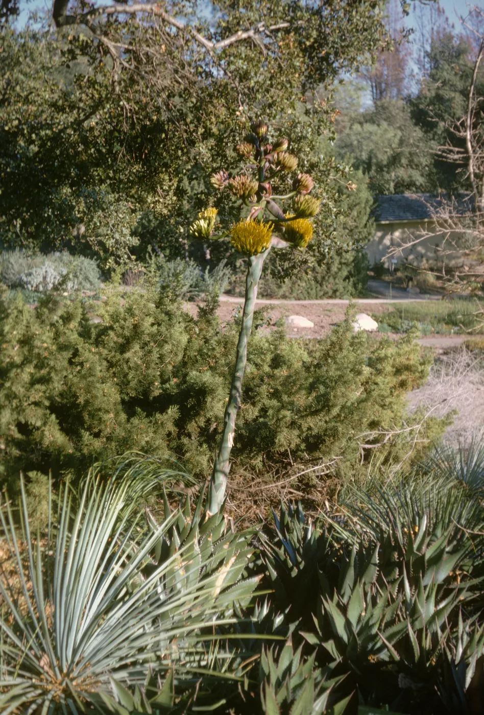 Agave shawii at SBBG
