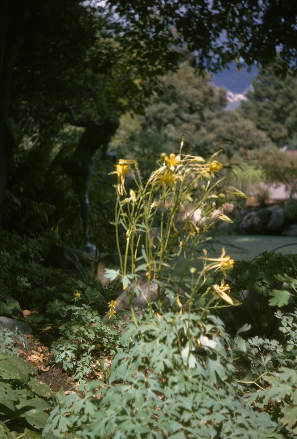 Aquilegia pubescens flowers