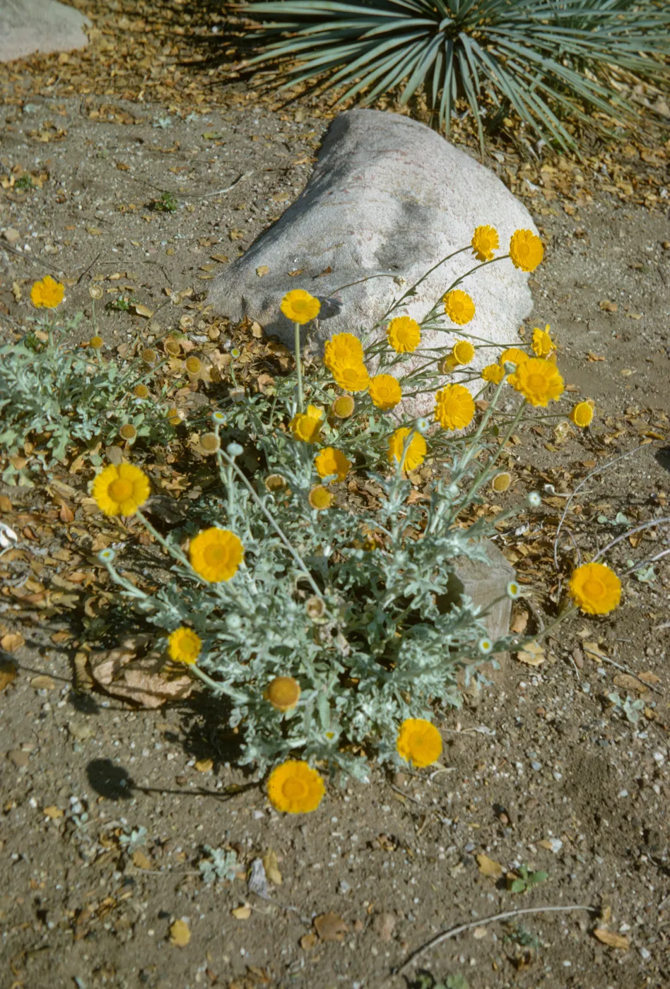 Baileya multiradiata