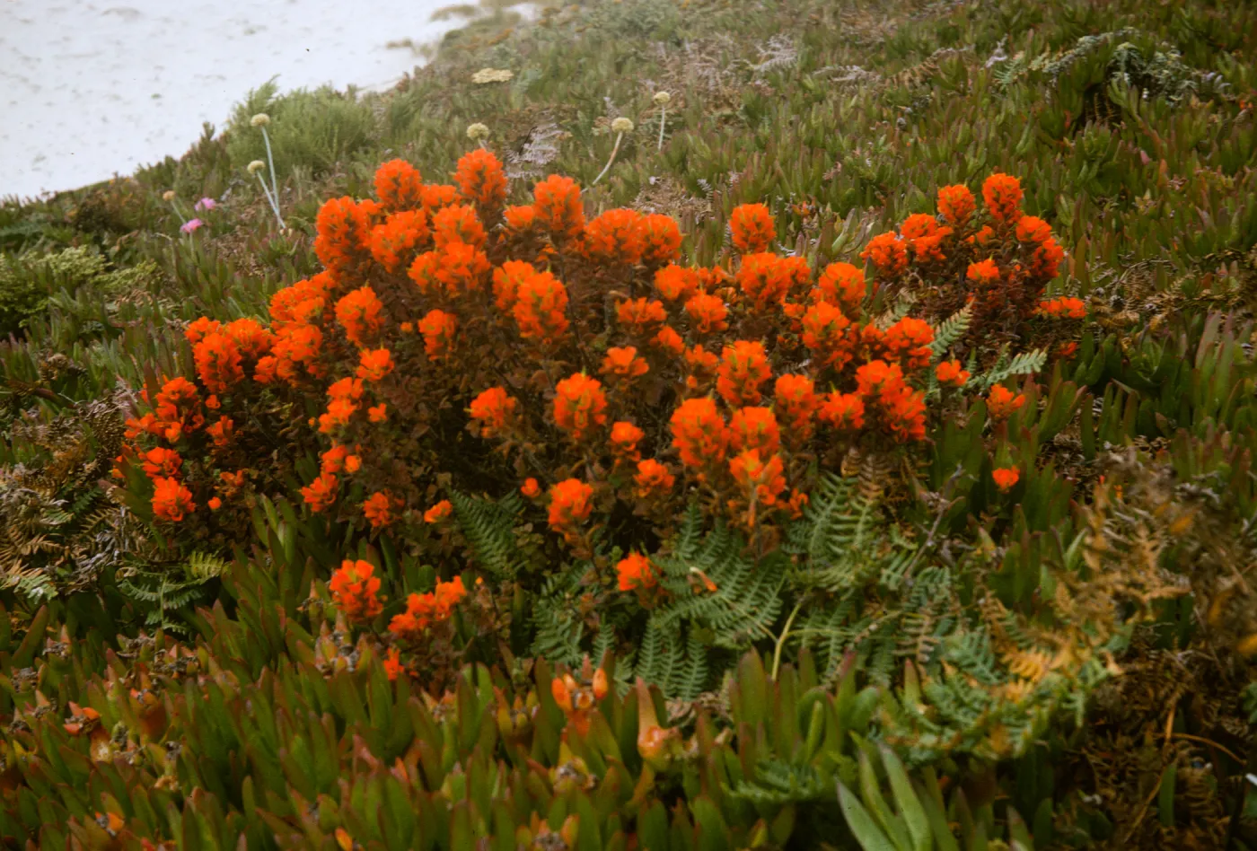 red Castilleja, Monterey Coast