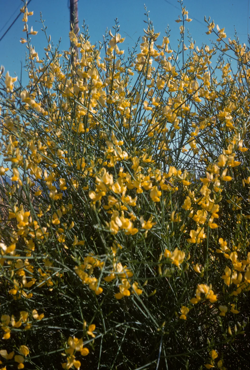 Cytisus monspessulanus, Sespe