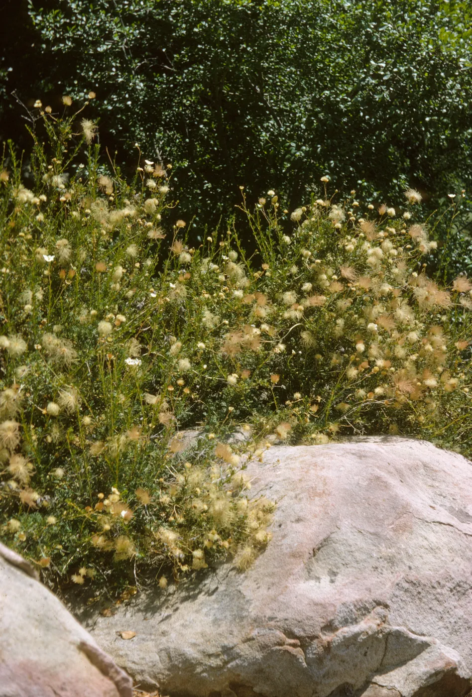 Fallugia paradoxa, Apache Plume