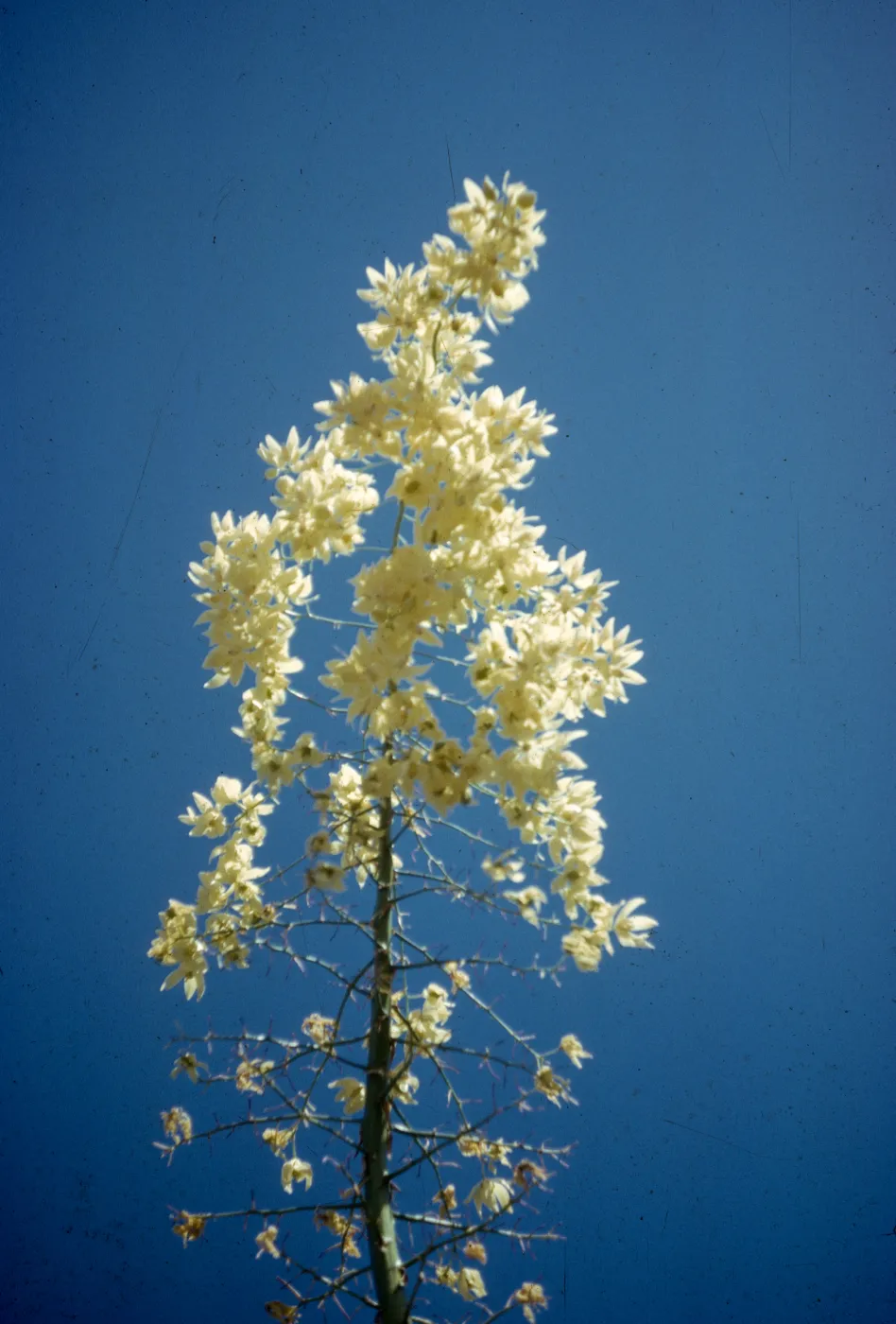 Yucca whipplei inflorescence