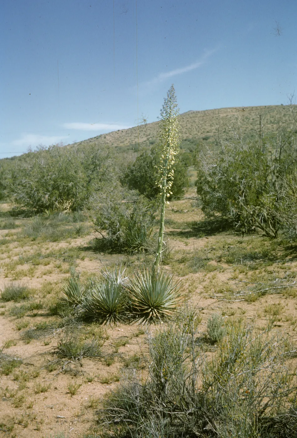 Yucca whipplei, Antelope Valley