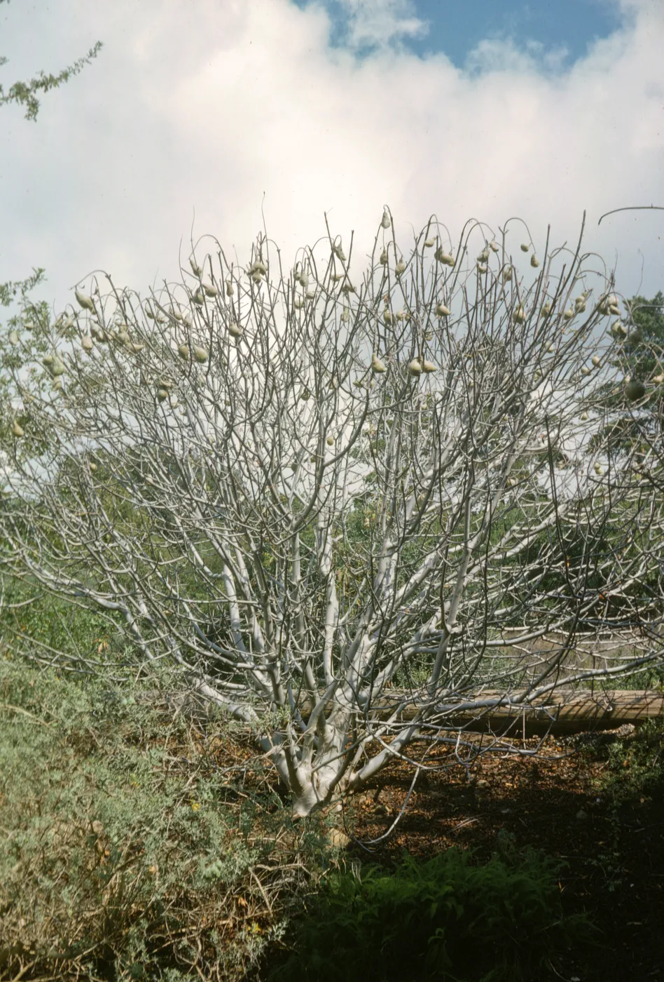 Aesculus californica