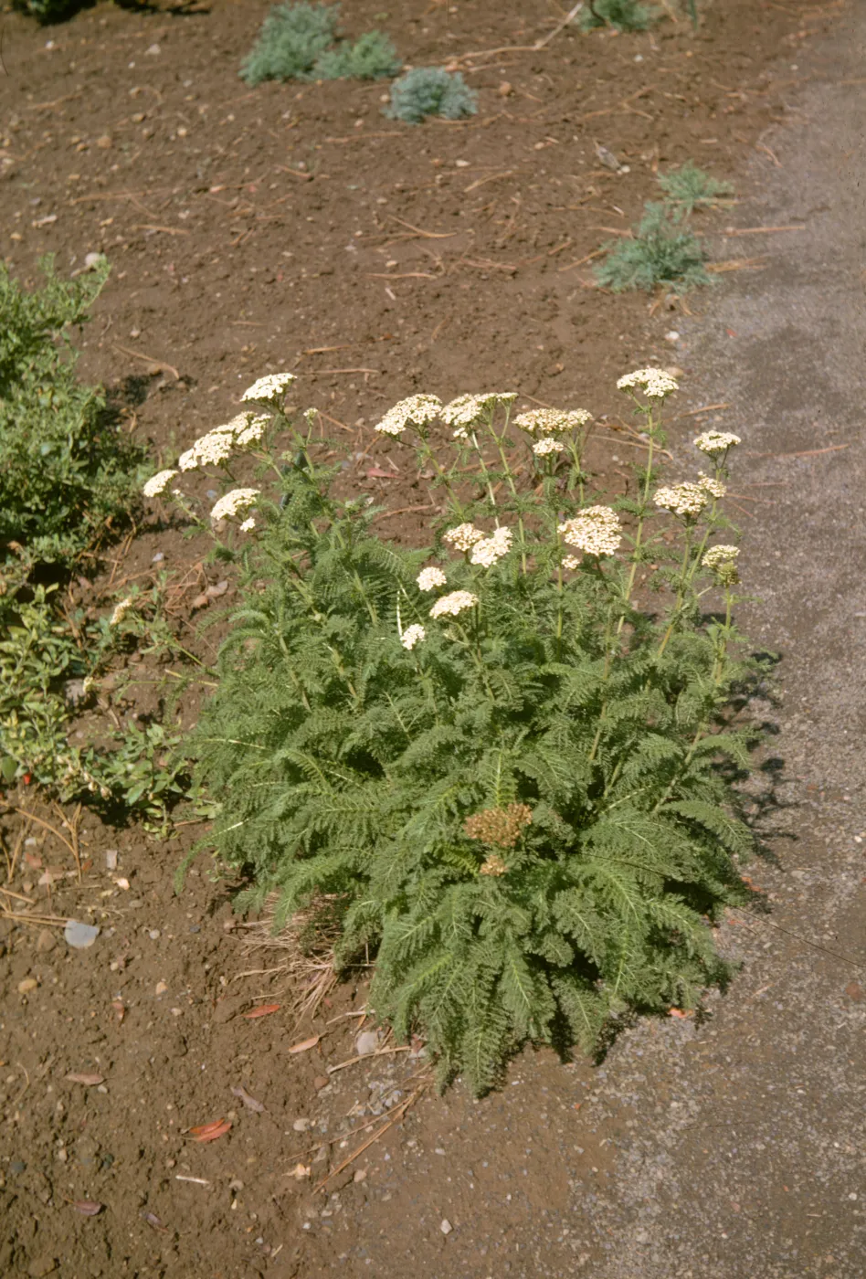 Achillea borealis ssp. californica