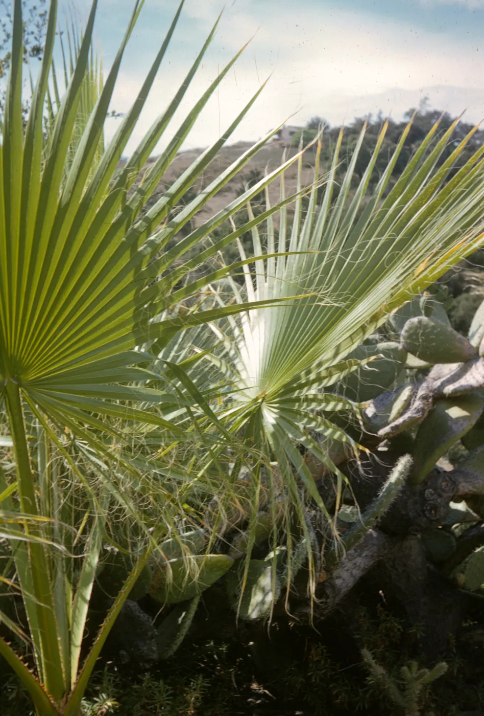 Washingtonia filifera at SBBG