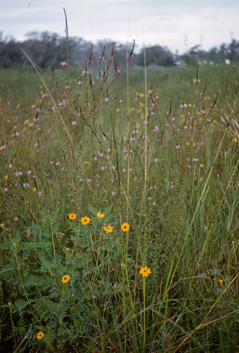 Verbena (Vervain)