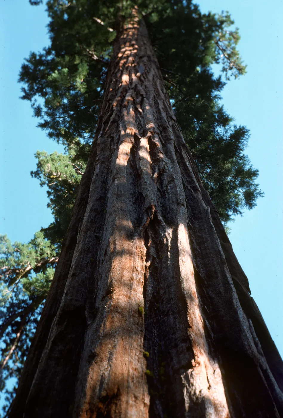 Sequoiadendron giganteum, California big tree
