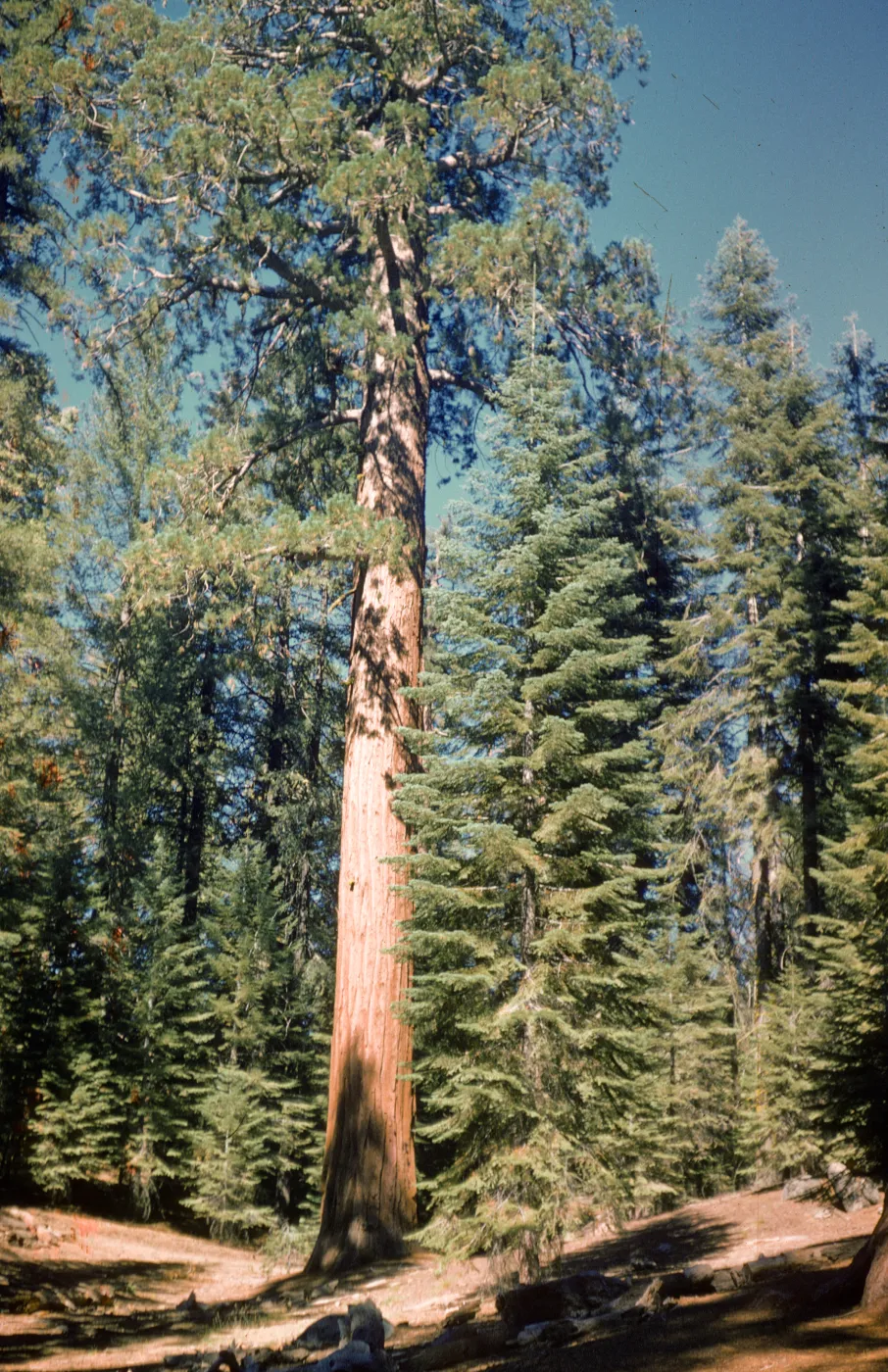 Giant sequoias
