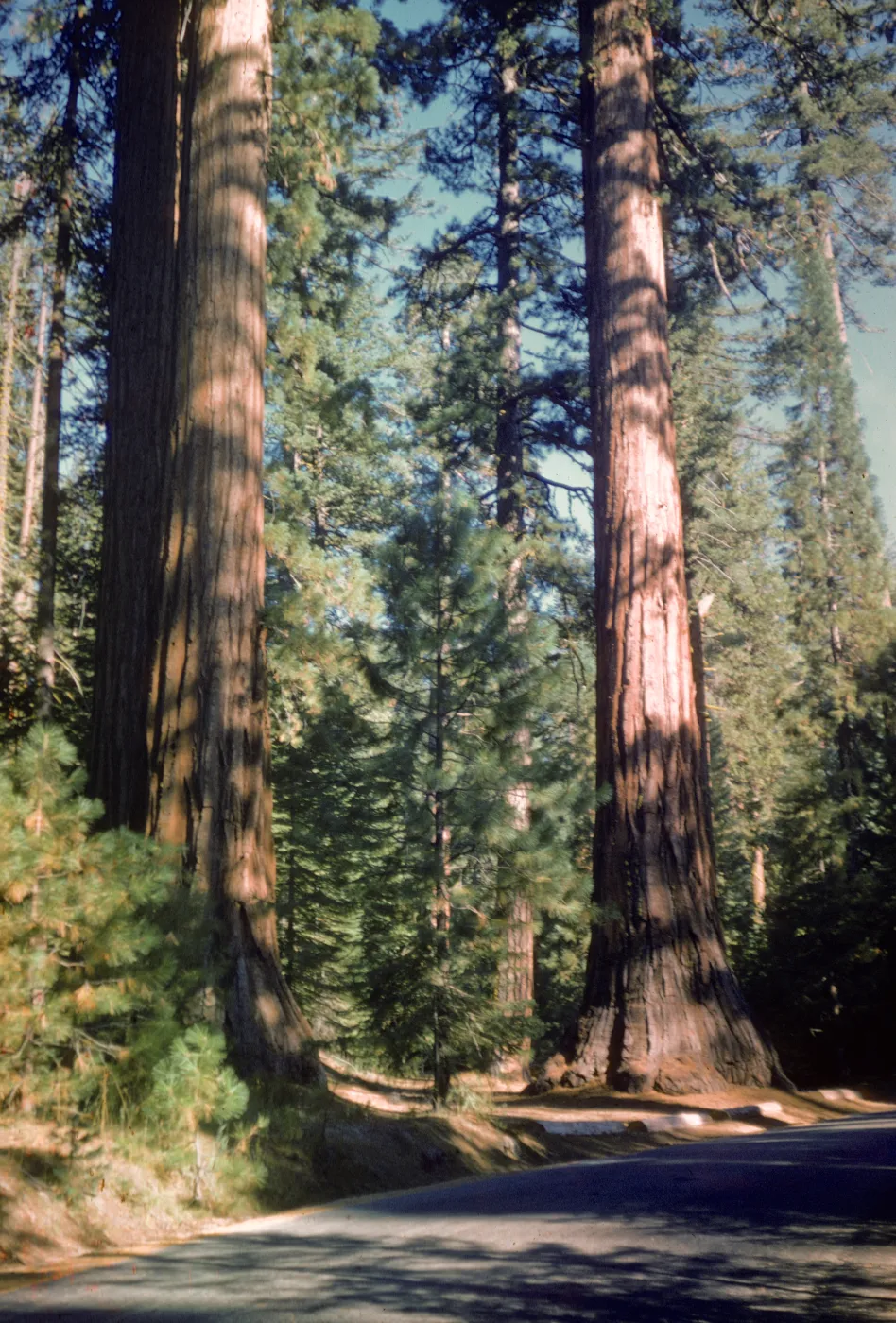 Giant sequoias