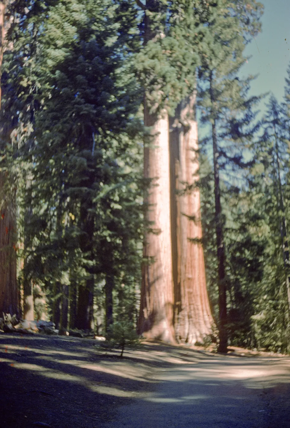 Giant sequoias
