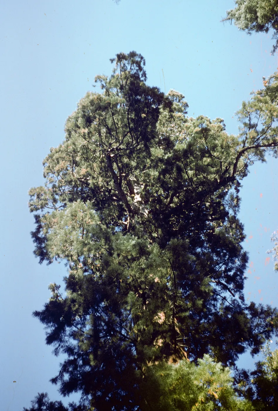 Giant sequoia
