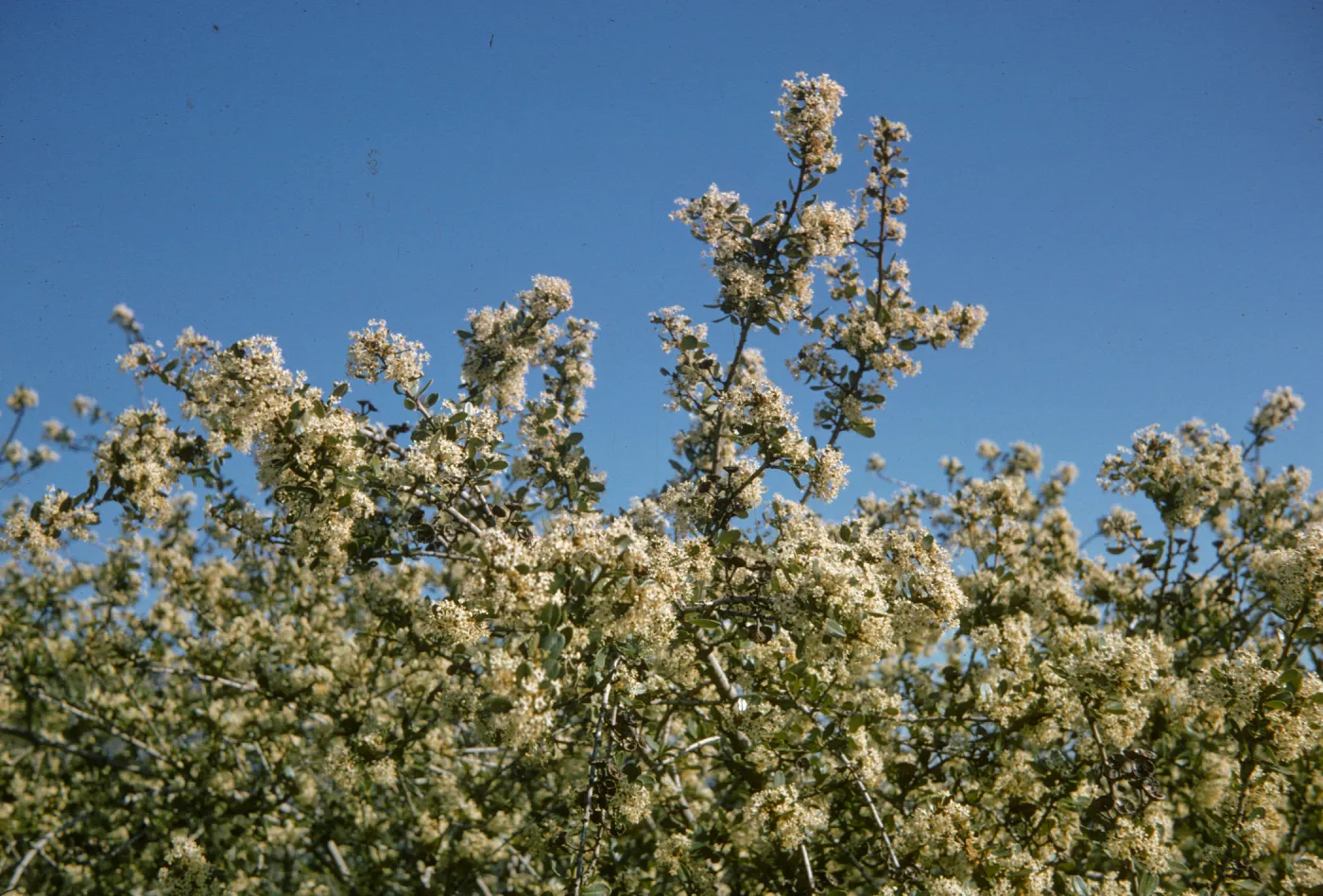 Ceanothus megacarpus