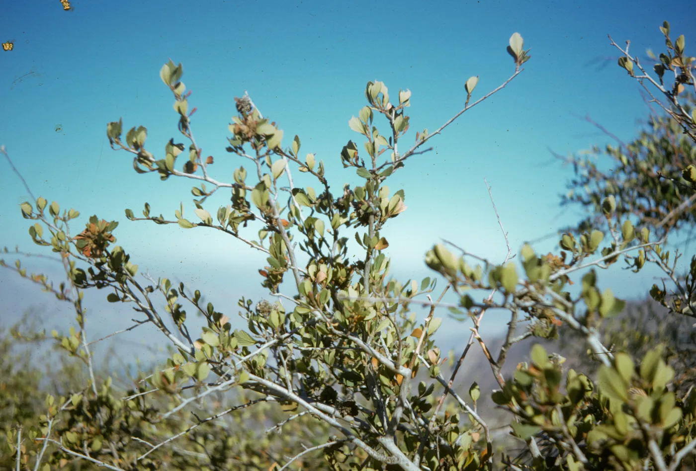 Cercocarpus betuloides, Mount Mahogany
