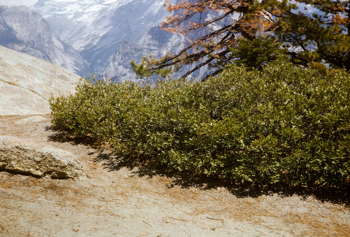 Arcto., Yosemite