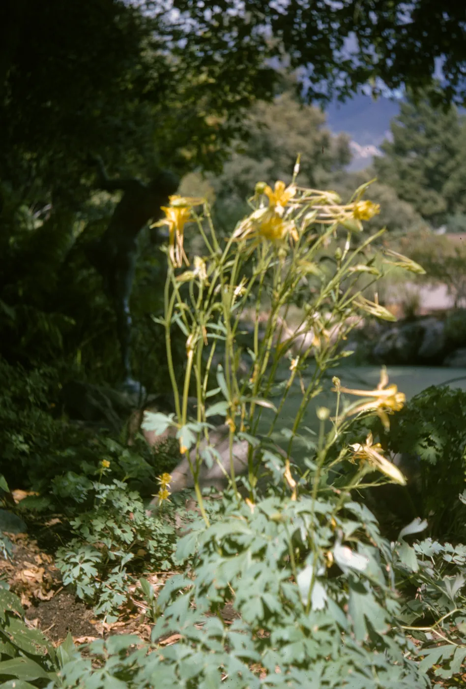 Aquilegia pubescens