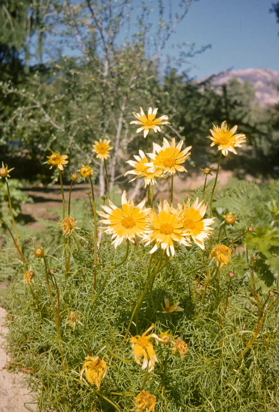 Coreopsis maritima