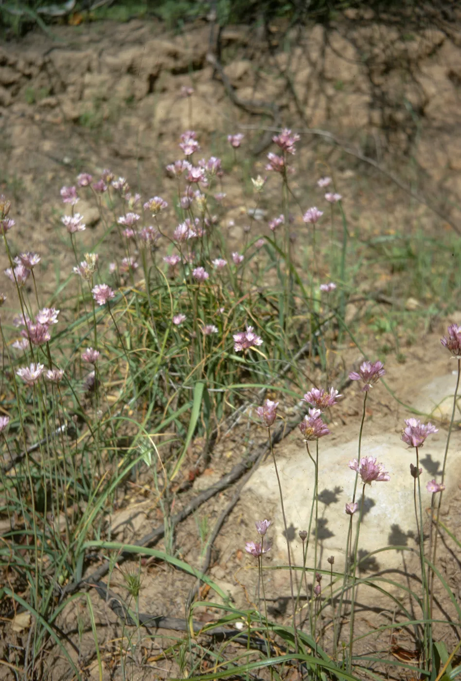 Dichelostemma pulchella