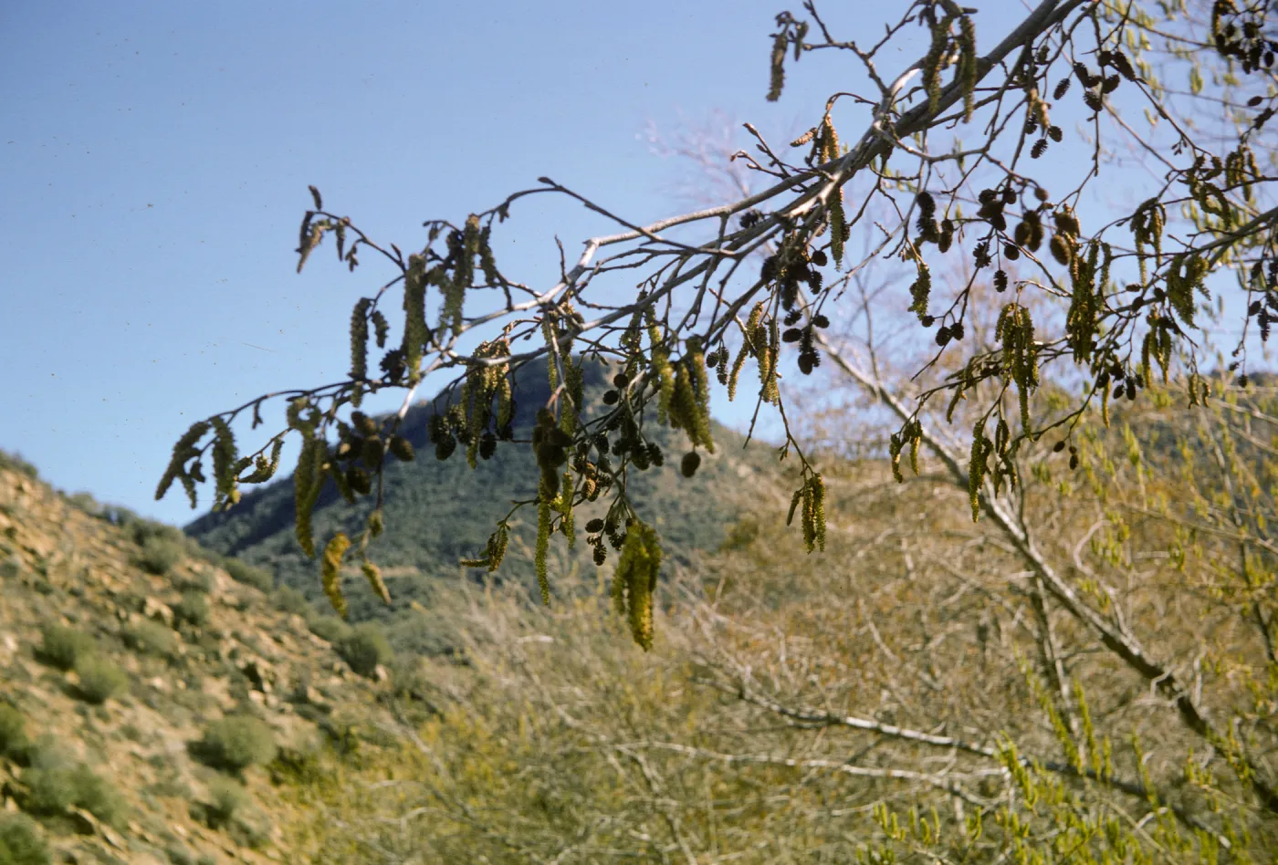 Alnus rhombifolia, Sespe
