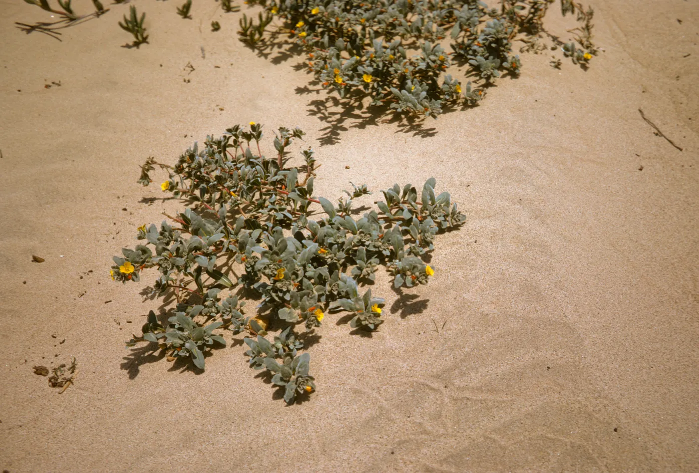 Oenothera, Oso Flaco