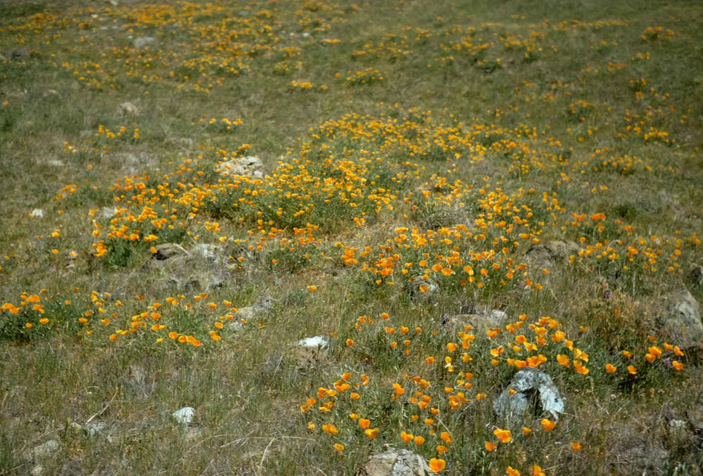 Eschscholzia californica