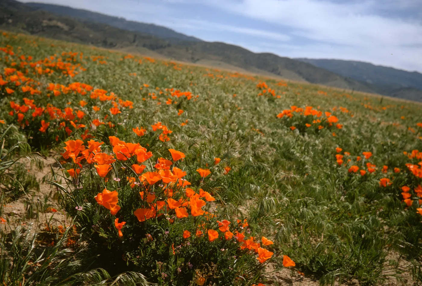 Eschscholzia californica (California Poppy), Gorman 