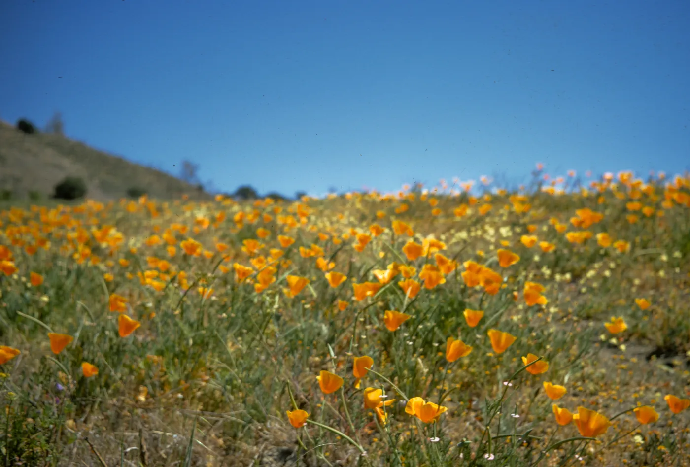 Eschscholzia californica